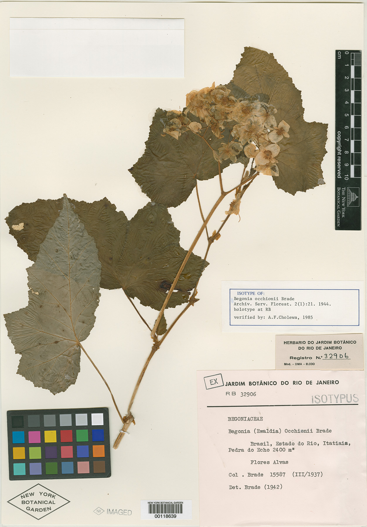 B. occhionii